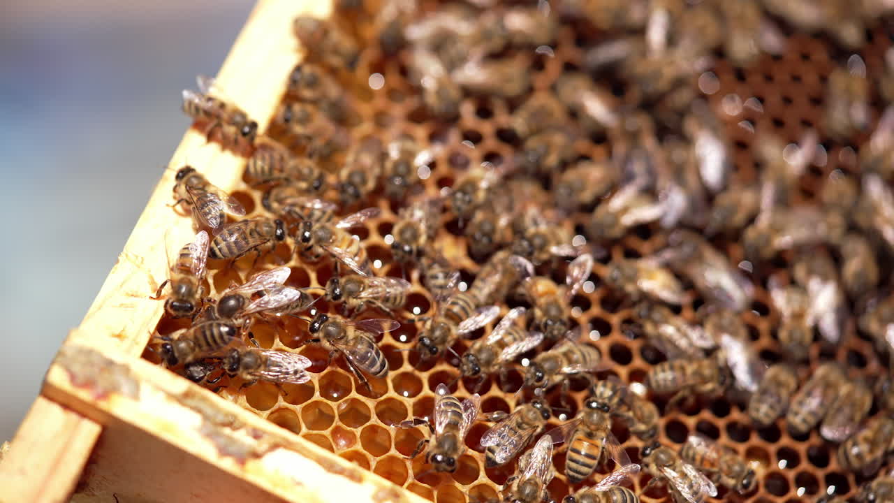 Honey cells with fresh honey. Bees crawling and fluttering wings on honeycombs full of organic honey. Man's hand touches bees. Macro shot.