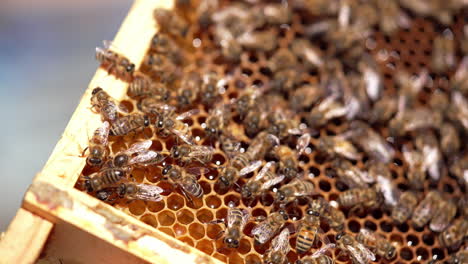 honey cells with fresh honey. bees crawling and fluttering wings on honeycombs full of organic honey. man's hand touches bees. macro shot.