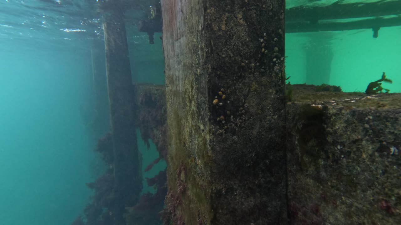 vida marina alrededor de pilotes de muelle bajo el agua