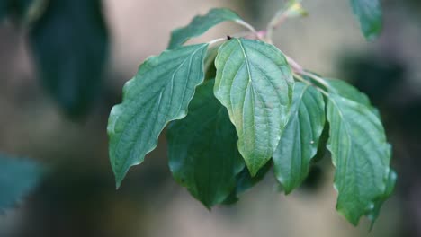 slow motion clip of dogwood leaves moving in the wind