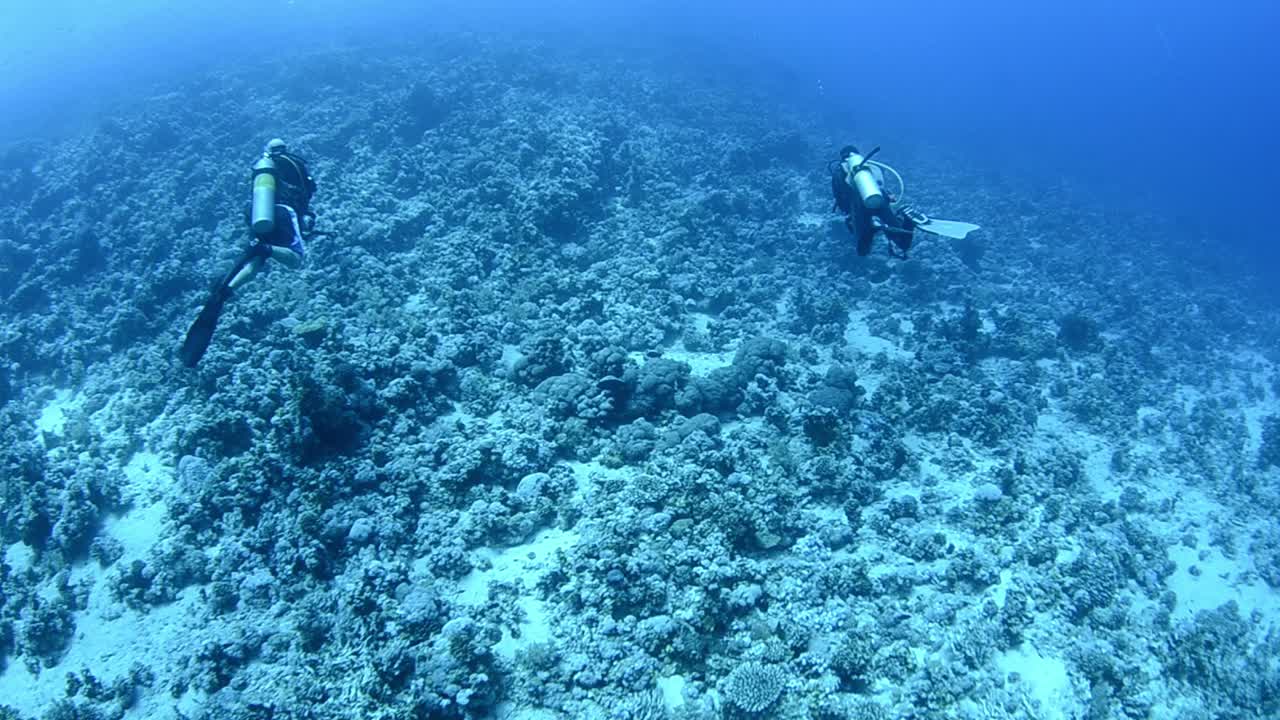 홍해에서 다이빙을 즐기는 두 명의 스쿠버 다이버