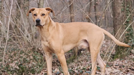 beautiful brown domestic dog looking around in forest and being alert