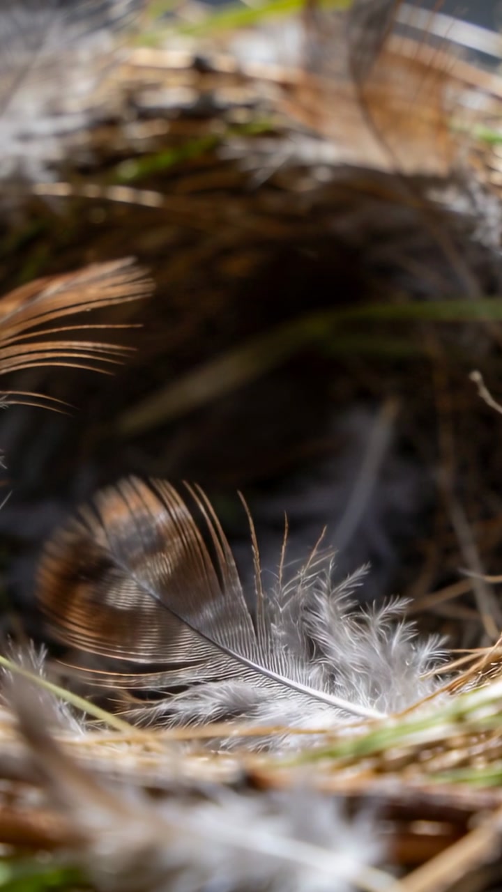 Camera shifting focus into nest cup, revealing downy feathers, grasses, twigs for wildlife study