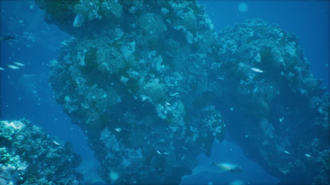 산호와 열대 물고기가 있는 아름답고 멋진 수중 세계.