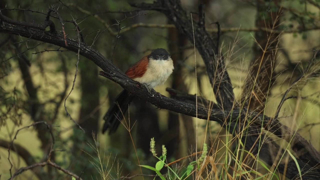 A Burchell's Coucal perches on a branch cleaning its beak, Mkhuze Game Reserve. South Africa.