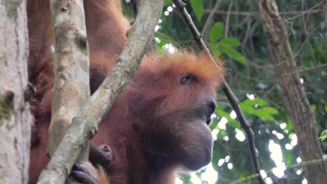 primer plano de una madre orangután salvaje mirando a su alrededor en bukit lawang, sumatra, indonesia