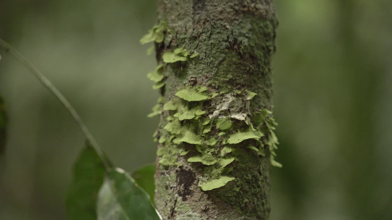 Closeup of wild plants in exotic rainforest ecosystem