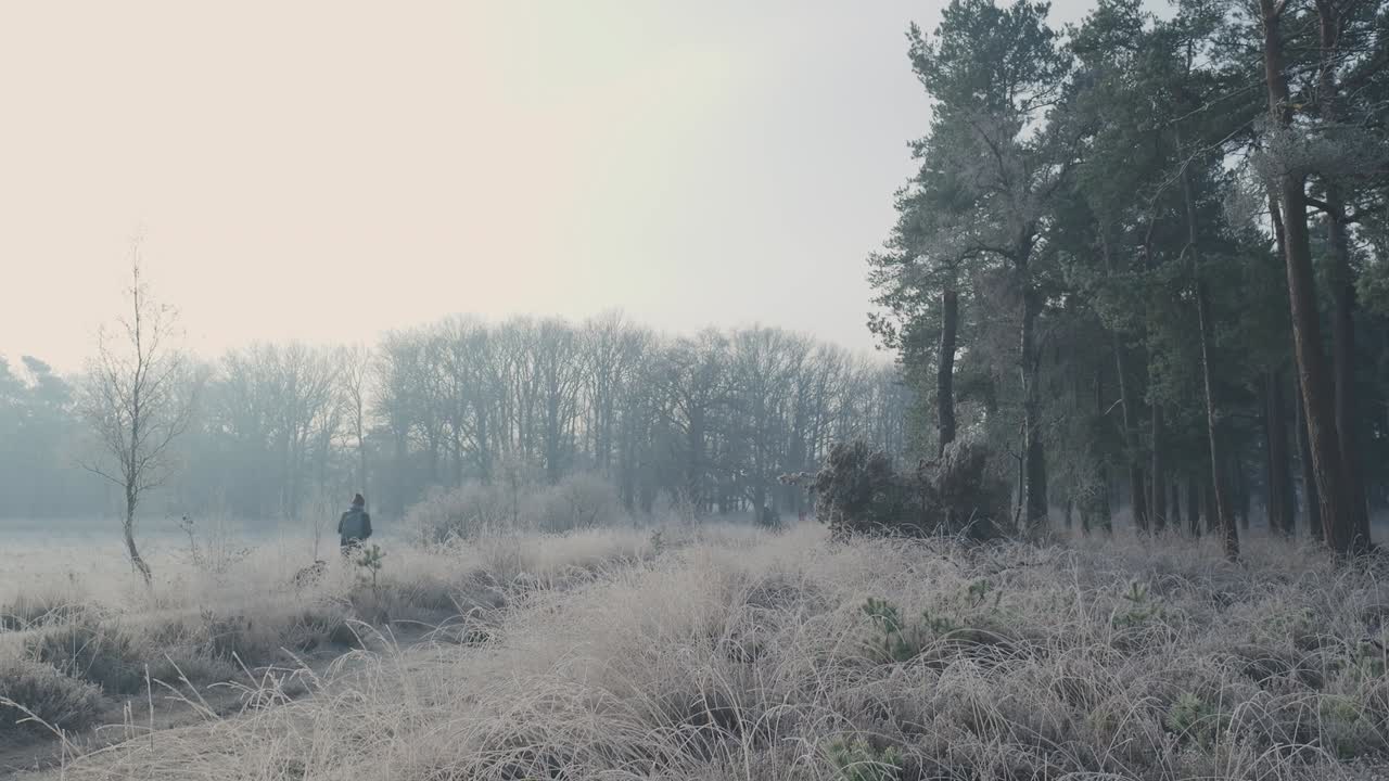 un paseo frosty por la mañana en el bosque