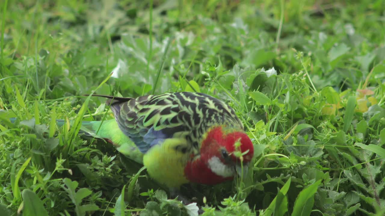 Eastern Rosella Bird Foraging Eating Weeds In Garden Close Up Australia, Victoria, Gippsland, Maffra