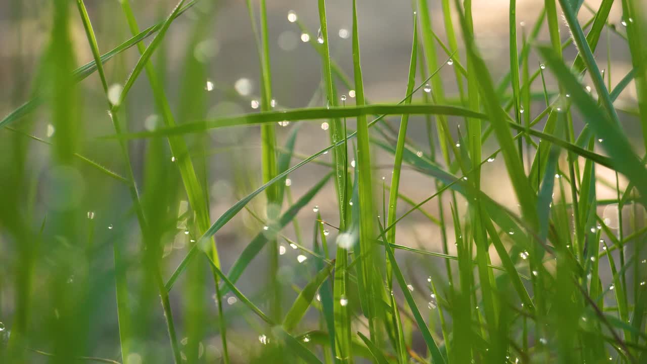 Morning dew water drops on tall raw green grass plant nature vegetation early day
