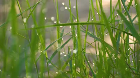 morning dew water drops on tall raw green grass plant nature vegetation early day