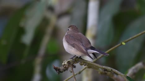 Papamoscas-Pardo-Asiático,-Muscicapa-Dauurica