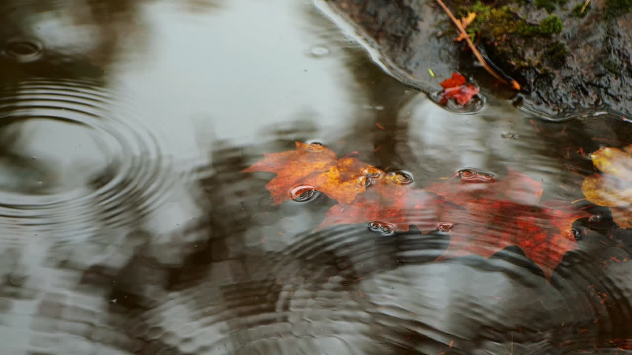빗방울이 그들 근처에 떨어지는 물에 떨어지는 나뭇잎
