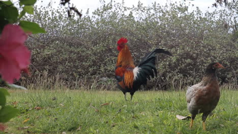 rooster and chickens walk on grass with wind blowing