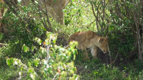 Young-Lion-cub-looking-out-of-bush-with-Lioness-behind