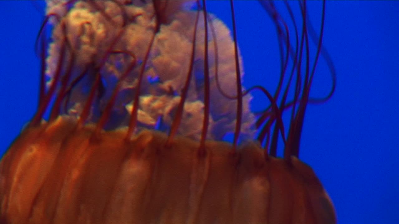 primer plano submarino de una medusa nadando