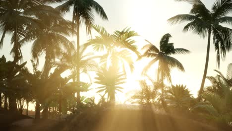 Sunset-Beams-through-Palm-Trees