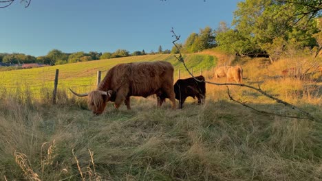 young highland cow sucking on it's mothers udders, then headbutting the udders to free up more milk