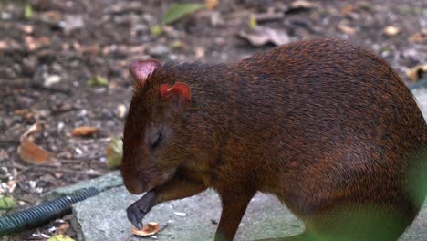 close up shot of a shy azara's agouti, dasyprocta azarae, licking and preening its little claw, scratching its face