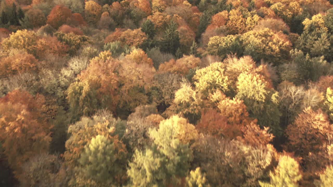 Camera glides forward and pans down to highlight a dense mosaic of golden, green, and amber treetops shining in soft afternoon sun