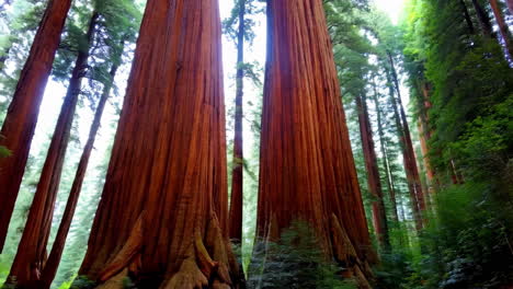 árboles gigantes de sequoias en un bosque