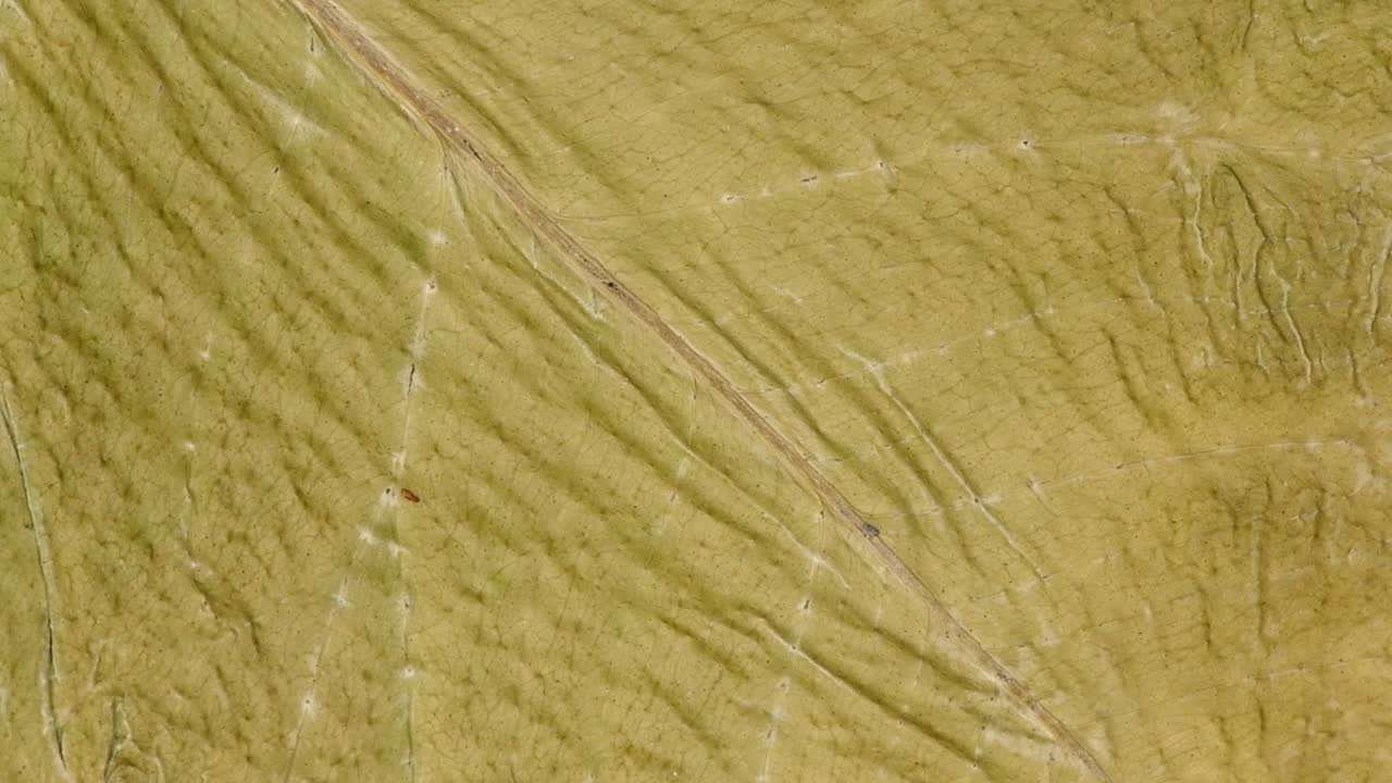 乾燥した葉の背景の質感 逆時計方向の回転 横の景色 ループの動き 回転360度