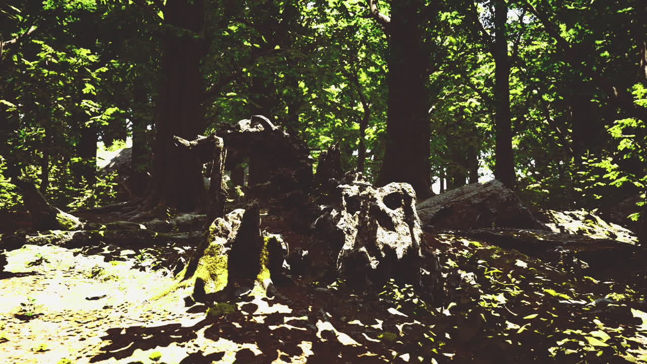 Sunlight filtering through trees in a lush forest with ancient roots
