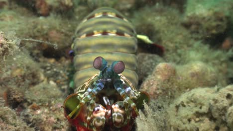 Aplastando-Camarones-Mantis-Protagonizados-Por-La-Cámara-Y-Haciendo-Un-Giro-De-180-Grados-En-El-Arrecife-De-Coral