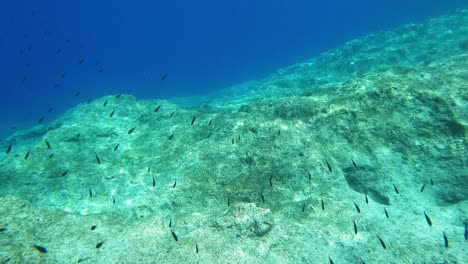 peces de arrecife bajo el mar azul profundo en cefalonia, grecia