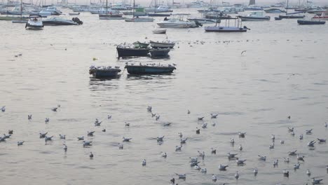 朝のインドの逃走で水に浮かぶカモメ鳥