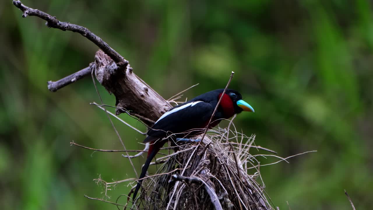 con más materiales de anidación en su boca y luego los deja caer para agregarlos a su estructura, pico ancho negro y rojo, cymbirhynchus macrorhynchos, parque nacional kaeng krachan, tailandia