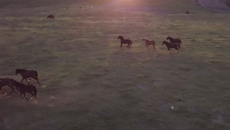 aerial drone footage of horses galloping through a field at dusk.