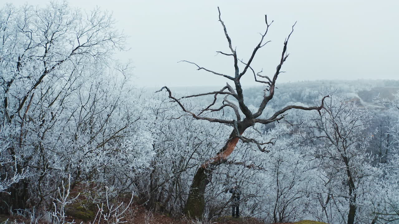 Mountain forest in winter. Trees covered with frost in nature. Unusual dry tree on the white snowy background of a forest.