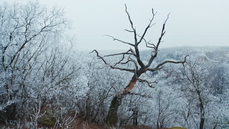 mountain forest in winter. trees covered with frost in nature. unusual dry tree on the white snowy background of a forest.