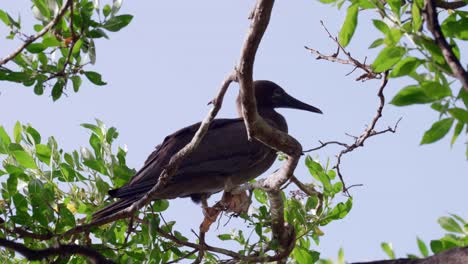 un booby de patas rojas en un árbol en little cayman island en las islas caimán