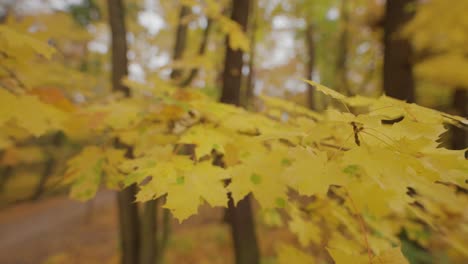 close-up shot of the colorful golden-yellow maple leaves on the blurry background