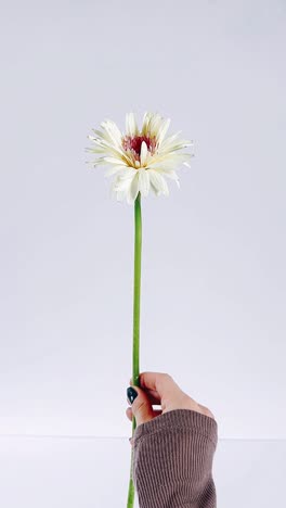 hand holding a single white flower