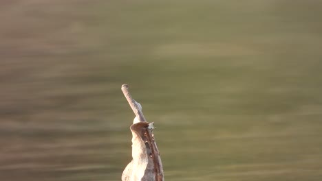 dragonfly in lake area waiting for pray