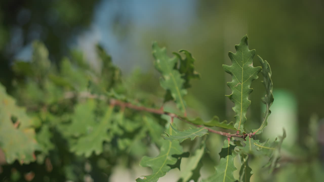 primer plano de hojas de roble verdes balanceándose suavemente en el viento en un día soleado con fondo borroso, destacando el movimiento de la naturaleza y la luz solar filtrándose a través de las hojas