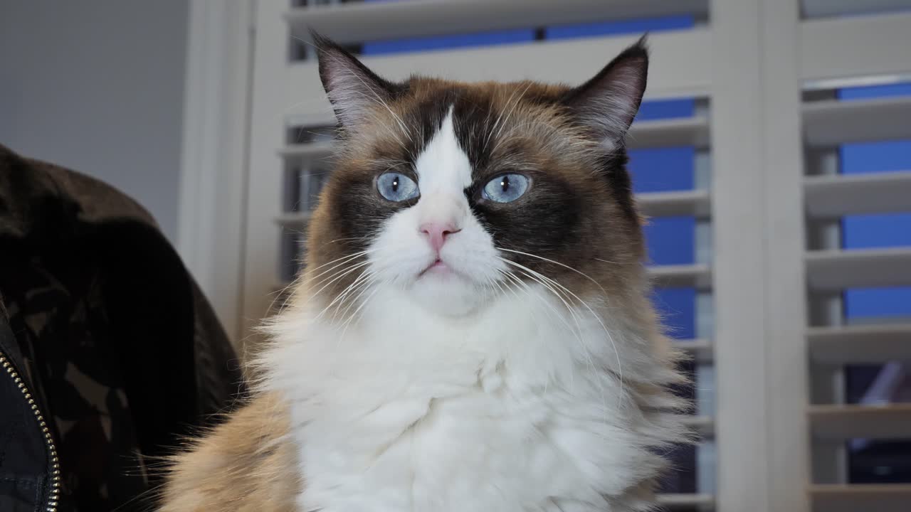 Gatto domestico Ragdoll Seal Bicolor allertato, che si guarda intorno.