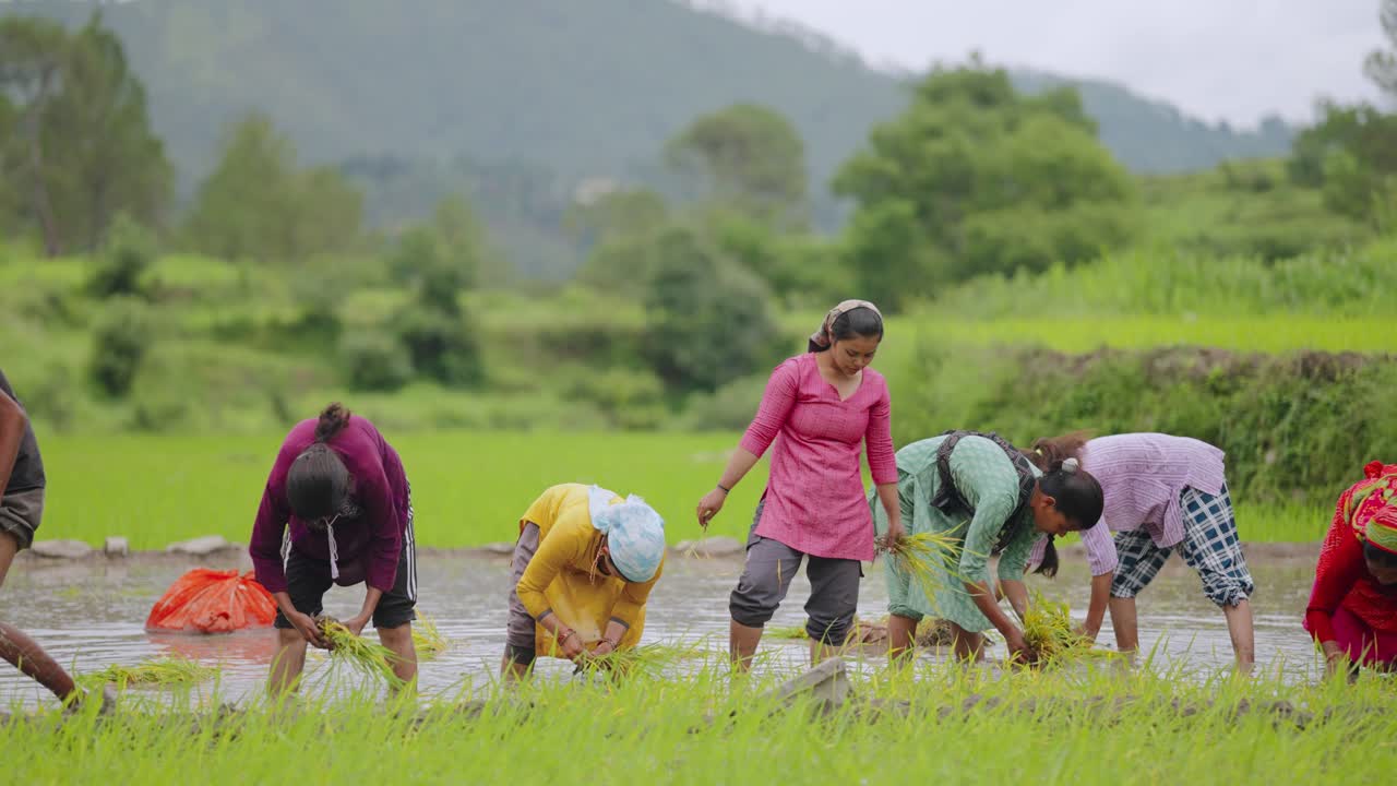 Indian female farmer kneeling in rice field, happy and working while engaging warmly with camera, 4k video