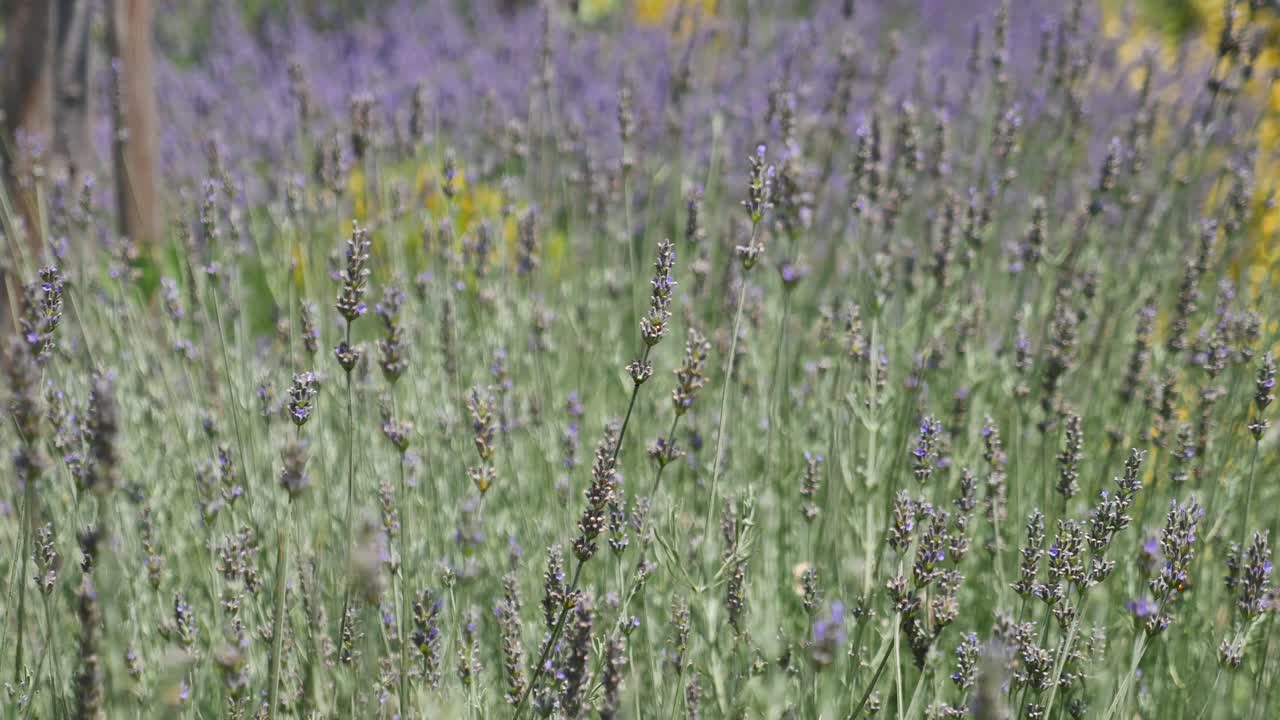 Campo di lavanda
