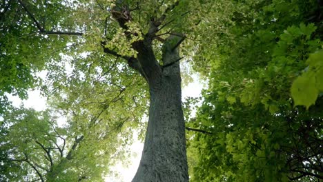 High deciduous trees in park view from below. Crowns of deciduous trees in park