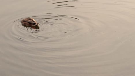 european mallard duck swimming across the frame on a regular grey city day