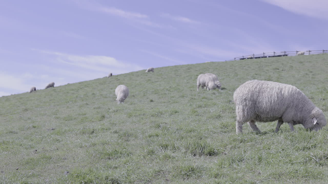 Scenery of a hill with sheeps eating grass