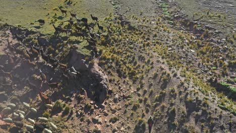 Aerial-drone-shot-flying-over-a-herd-of-llamas-and-sheep-travelling-across-fields-in-the-Andes-Mountains