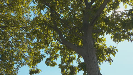 dosel del árbol con luz solar