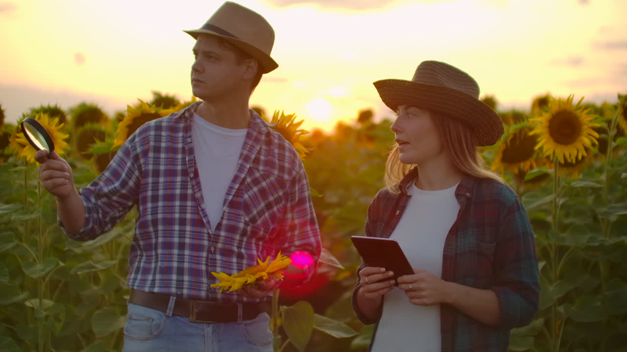 dos botánicos están estudiando un girasol con una lupa en el campo al atardecer. escriben sus propiedades básicas en una tablilla.