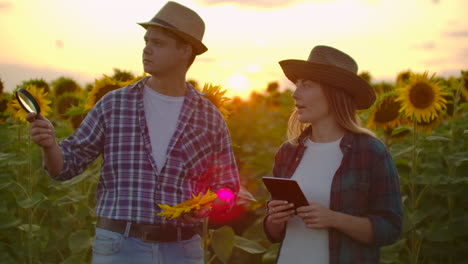 two botanists are studying a sunflower with a magnifier on the field at sunset. they write down its basic properties on a tablet.