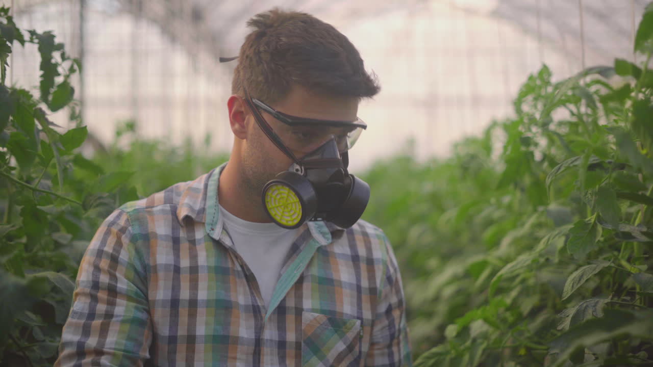 Greenhouse Worker Spraying Tomatoes